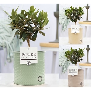 Olea Europaea in P&PURE zinc Louise 4 assorti