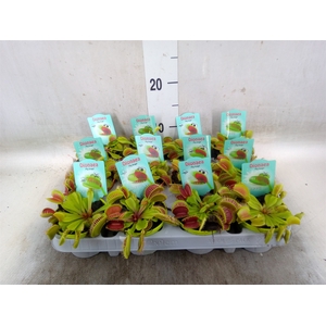 Dionaea muscipula