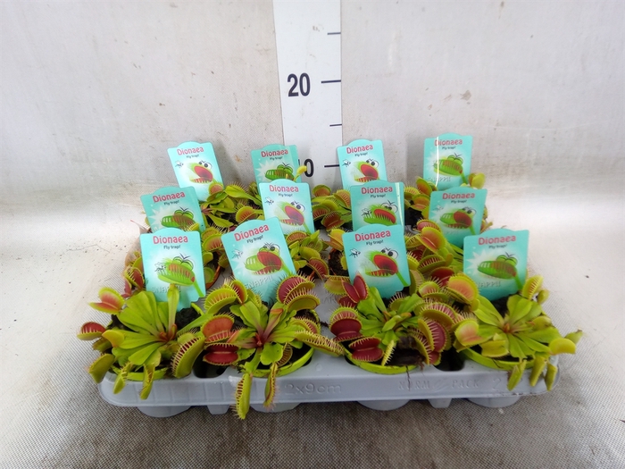 <h4>Dionaea muscipula</h4>