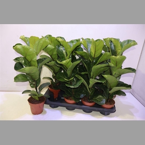 Ficus Lyrata Bambino