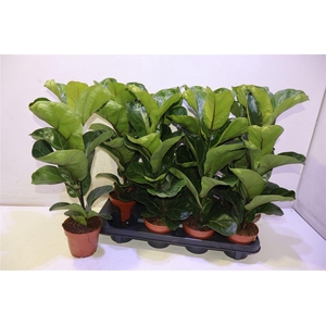 Ficus Lyrata Bambino