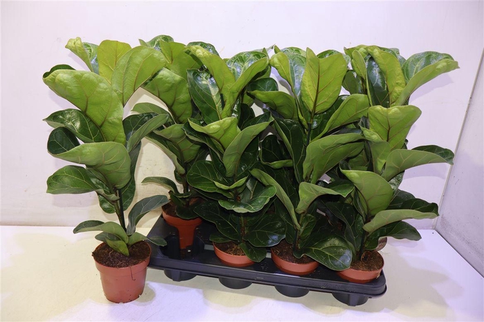 <h4>Ficus Lyrata Bambino</h4>
