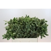 Pittosporum Ilan