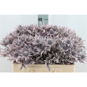 Eryngium Klb Frosted Pink X40