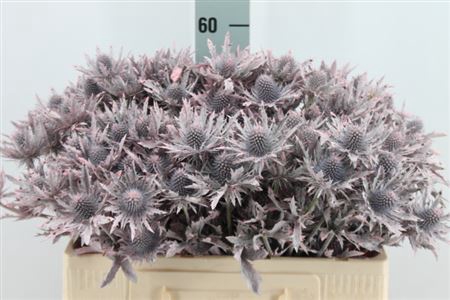 <h4>Eryngium Klb Frosted Pink X40</h4>