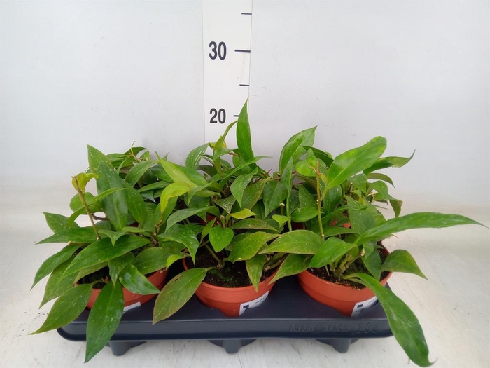 <h4>Hoya  'Sunrise'</h4>