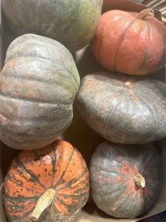 <h4>Sierfruit Pompoen Cucurbita</h4>
