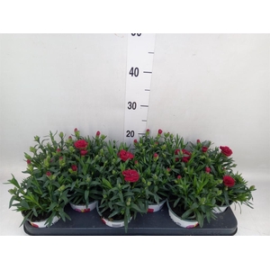 Dianthus  'Super Trouper Oscar'