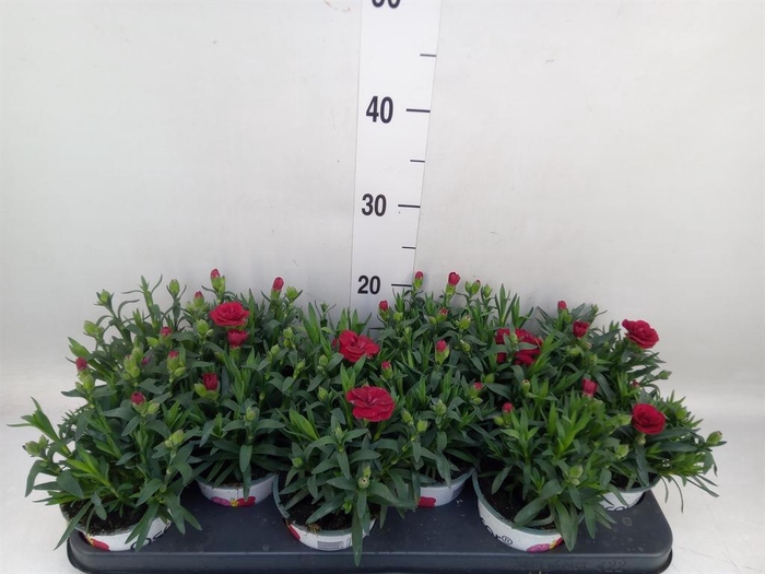 <h4>Dianthus  'Super Trouper Oscar'</h4>