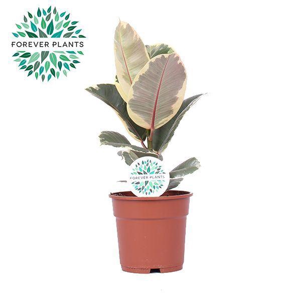 <h4>Ficus Tineke</h4>