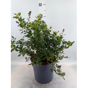 Ceanothus griseus 'Yankee Point'