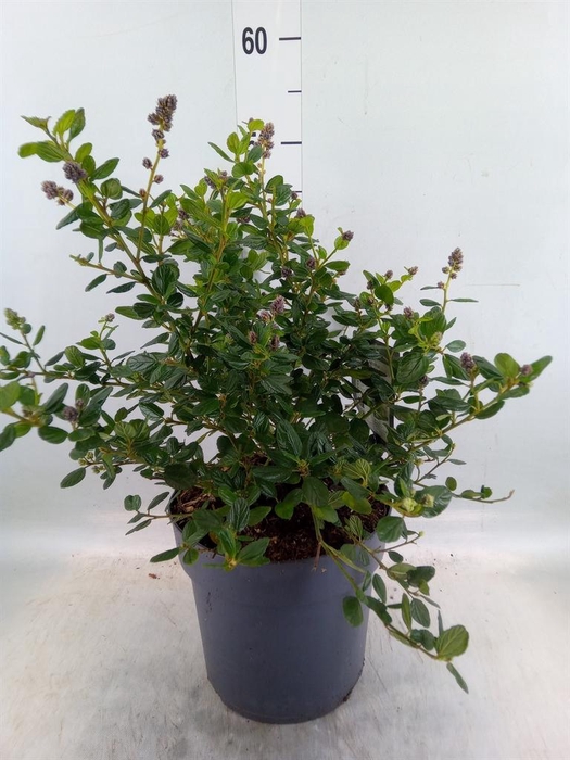 <h4>Ceanothus griseus 'Yankee Point'</h4>