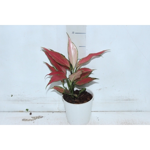 AGLAONEMA CHERRY BABY P12