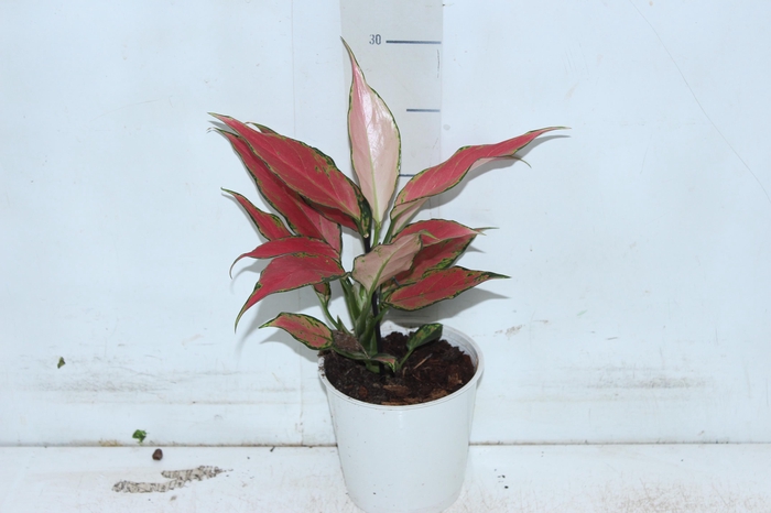 <h4>AGLAONEMA CHERRY BABY P12</h4>