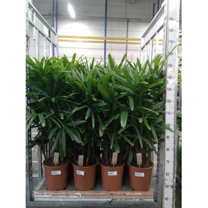 Rhapis excelsa