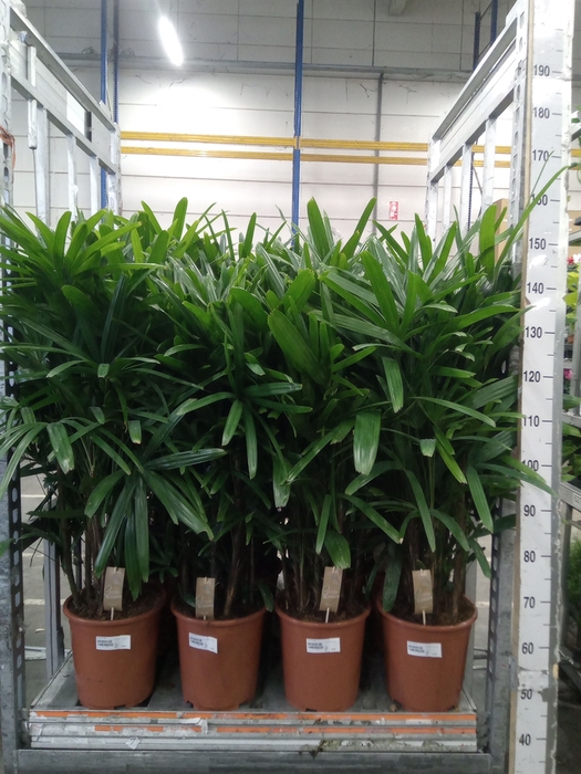 <h4>Rhapis excelsa</h4>