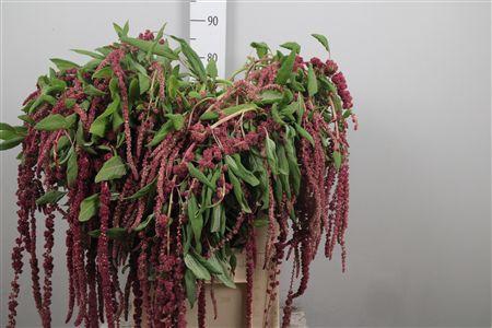 <h4>Amar Ca Red Cord</h4>