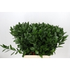 Ruscus Hypophyllum