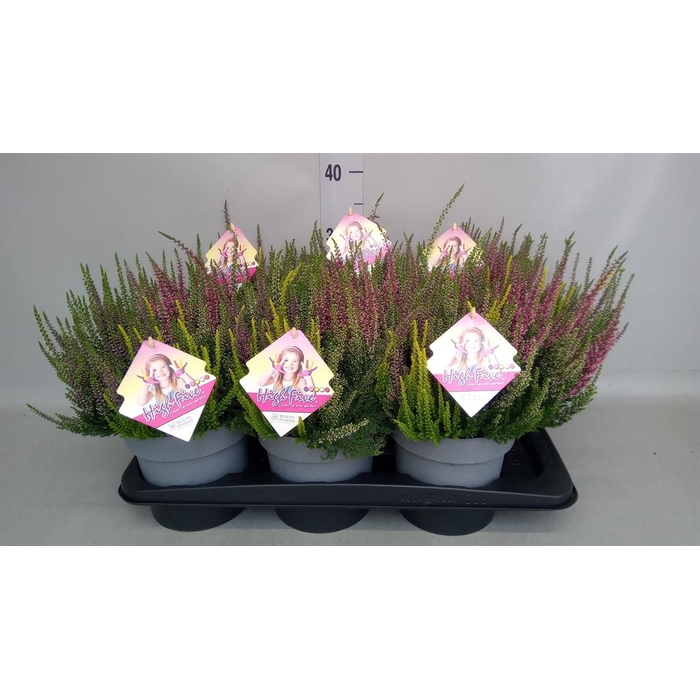<h4>Calluna vulg. 'Beauty L High Five'</h4>