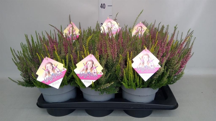 <h4>Calluna vulg. 'Beauty L High Five'</h4>