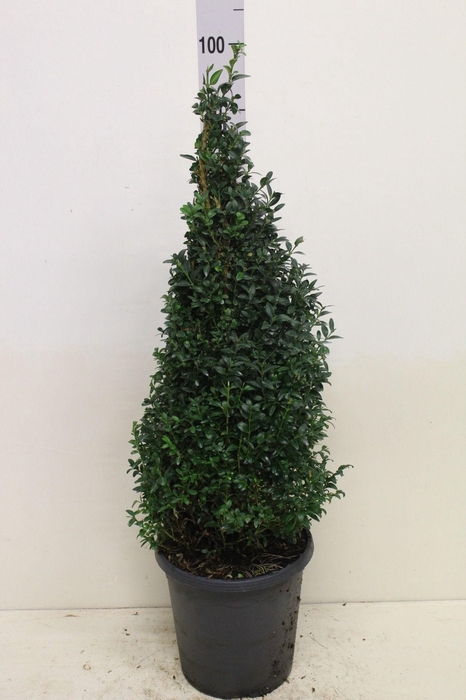 <h4>Buxus sempervirens pyramide P26 (potgekweekt)</h4>
