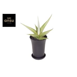 Sansevieria Comet Pastel Grey No. 2 XL in sierpot