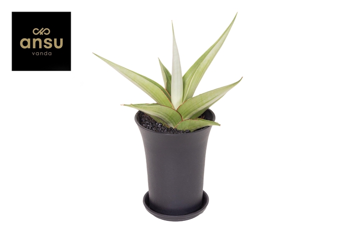 <h4>Sansevieria Comet Pastel Grey No. 2 XL in sierpot</h4>