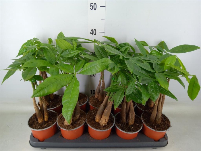 <h4>Pachira aquatica</h4>