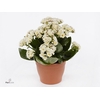 Kalanchoe blos. 'Serenity Silk'