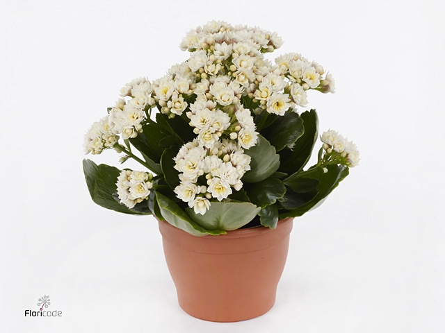 Kalanchoe blos. 'Serenity Silk'