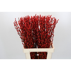 Salix Caprea Snow Flake P. Red