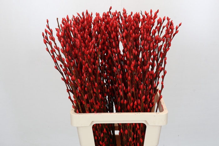 Salix Caprea Snow Flake P. Red