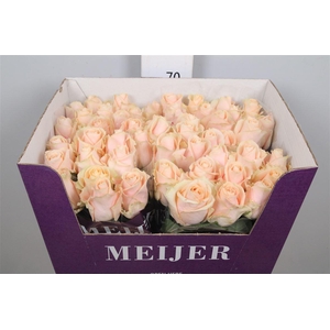 R Gr Pearl Avalanch+