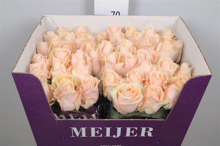 <h4>R Gr Pearl Avalanch+</h4>