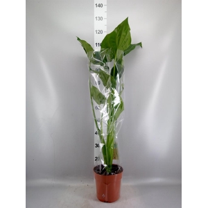 Alocasia cucullata