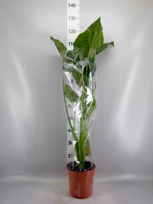 <h4>Alocasia cucullata</h4>