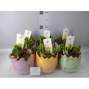 Arr.  Narcissus Tete Tete H%