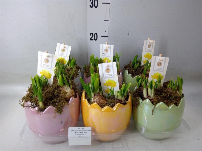 <h4>Arr.  Narcissus Tete Tete H%</h4>