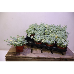 arr8 Sedum Si Mediovarieg