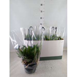 Humata griffithiana var. tyermannii