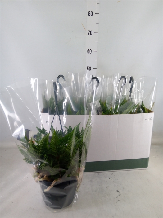 <h4>Humata griffithiana var. tyermannii</h4>