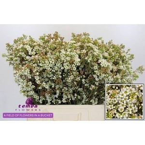 CHAME UN PEARL BUTTO 70gr