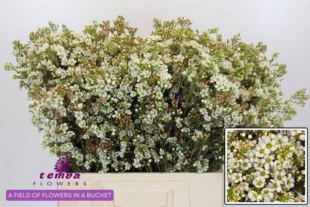 <h4>CHAME UN PEARL BUTTO 70gr</h4>