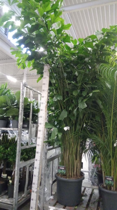 <h4>Caryota mitis</h4>