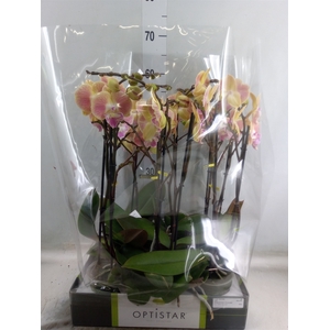 Phalaenopsis   ...orange