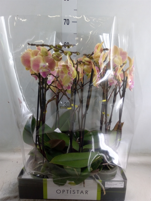 <h4>Phalaenopsis   ...orange</h4>