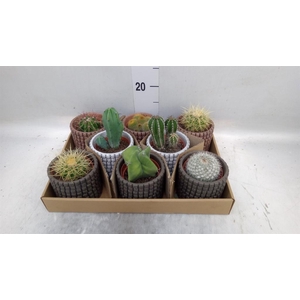 Cactus   ...