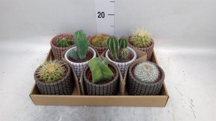 <h4>Cactus ...</h4>