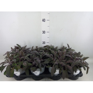 Salvia officinalis 'Purpurascens'