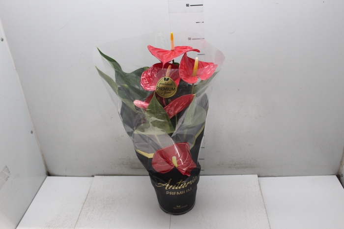 <h4>ANTHURIUM MICHIGAN P17 PREMIUM</h4>